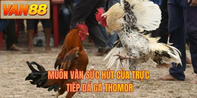 Muôn vàn sức hút của trực tiếp đá gà thomor