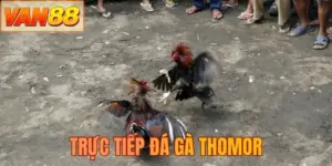 Trực tiếp đá gà thomor